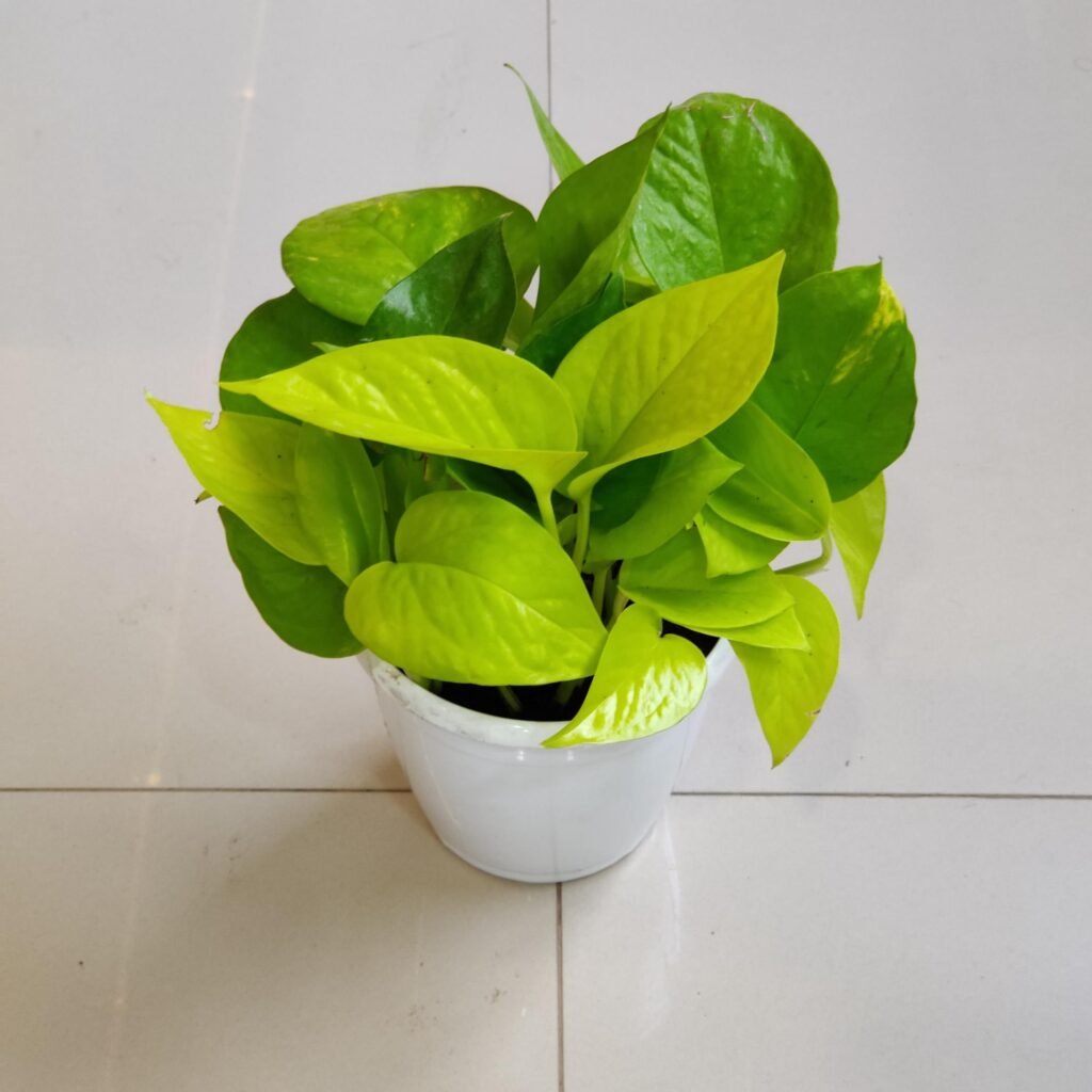 Lucky indoor plants money plant neon pothos for wealth and positive energy at home