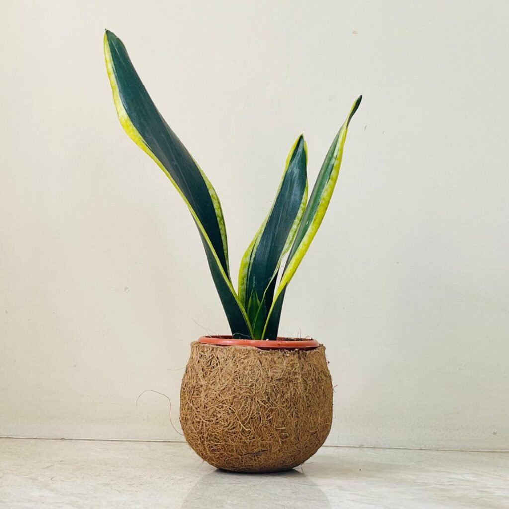 Lucky indoor plants snake plant for good luck and positive energy at home