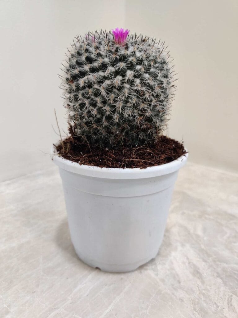 A full shot of a Mammillaria Bocasana cactus in a white pot, showing its spherical shape covered in white spines and a single pink flower blooming at the top