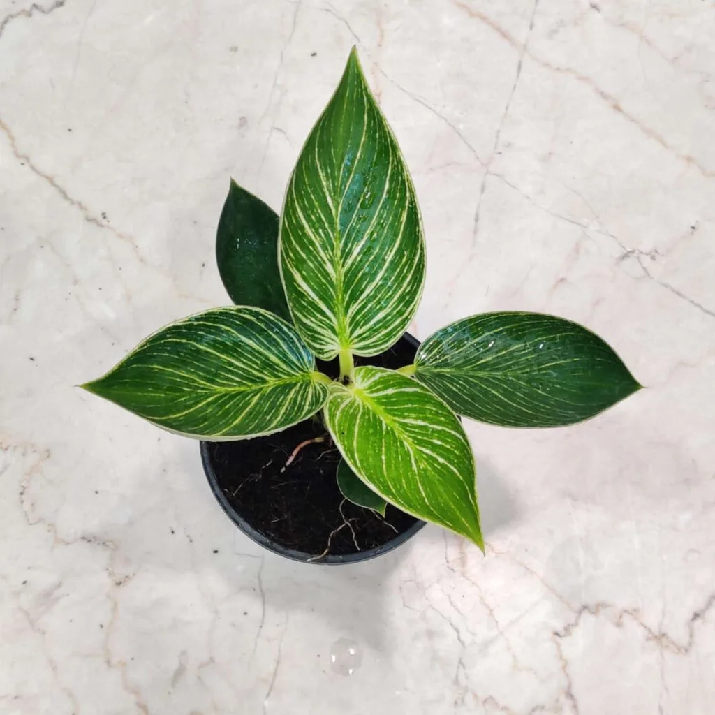 Variegated Philodendron Birkin plant with green leaves featuring white stripes, in a black pot