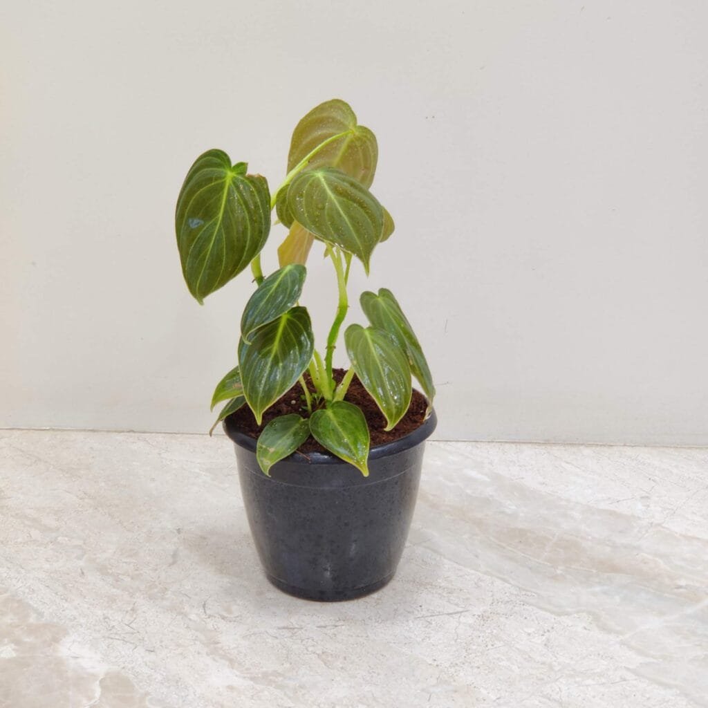 Philodendron Micans plant with velvety green leaves in a pot