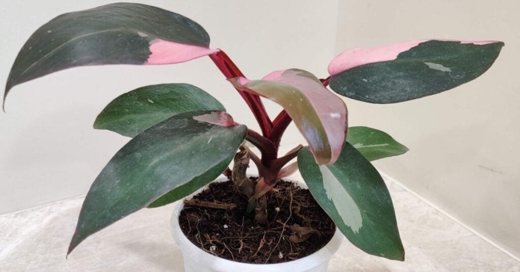 Philodendron Pink Princess houseplant with pink and green variegated leaves in a white pot