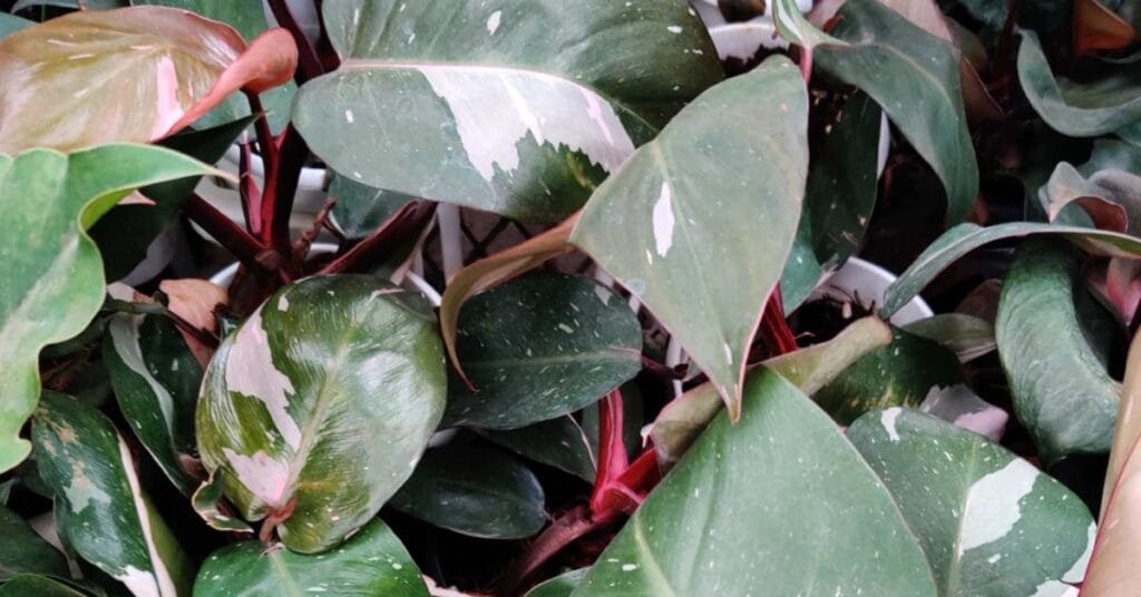 Philodendron Pink Princess with pink and green variegated foliage growing indoors