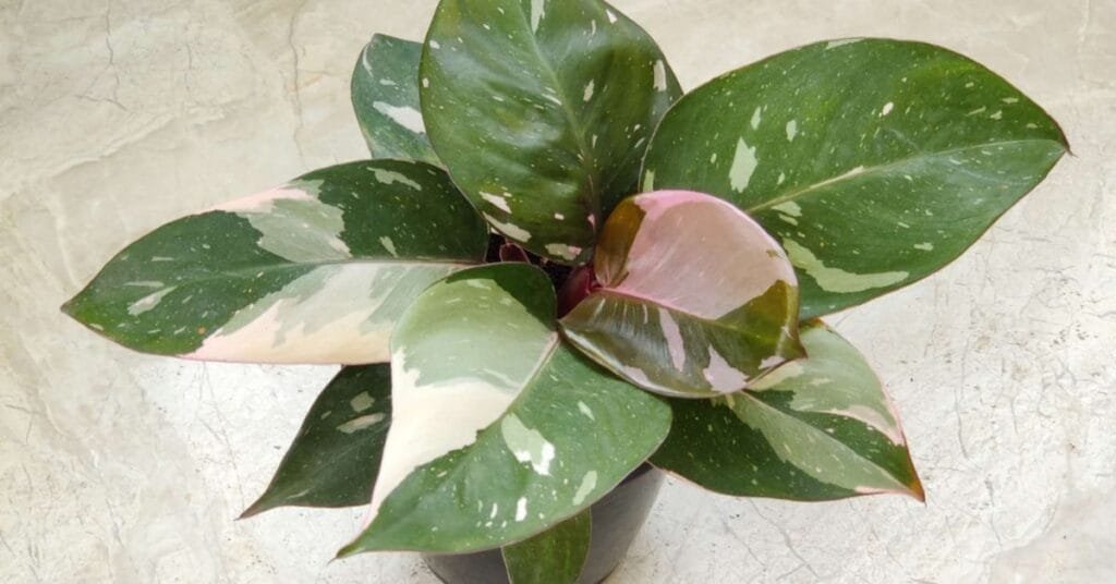 Philodendron Pink Princess with pink and green variegated leaves in a black pot