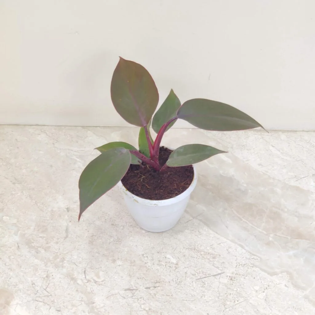 A Philodendron plant with dark green leaves and a reddish new leaf, potted in a small white pot