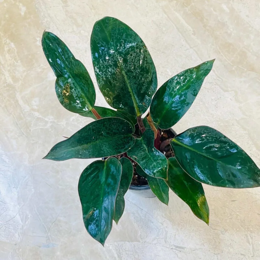 Philodendron Red Congo plant with dark green leaves and reddish stems