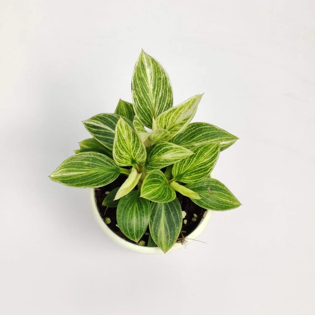 Philodendron Birkin plant with striking white and light green variegation on its leaves, potted in a light-colored pot