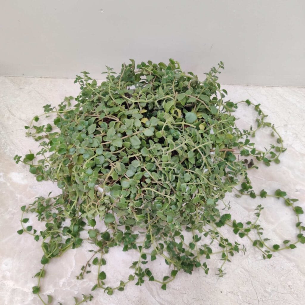 Pilea plant showing its numerous small, round leaves with a mix of green and subtle purple hues