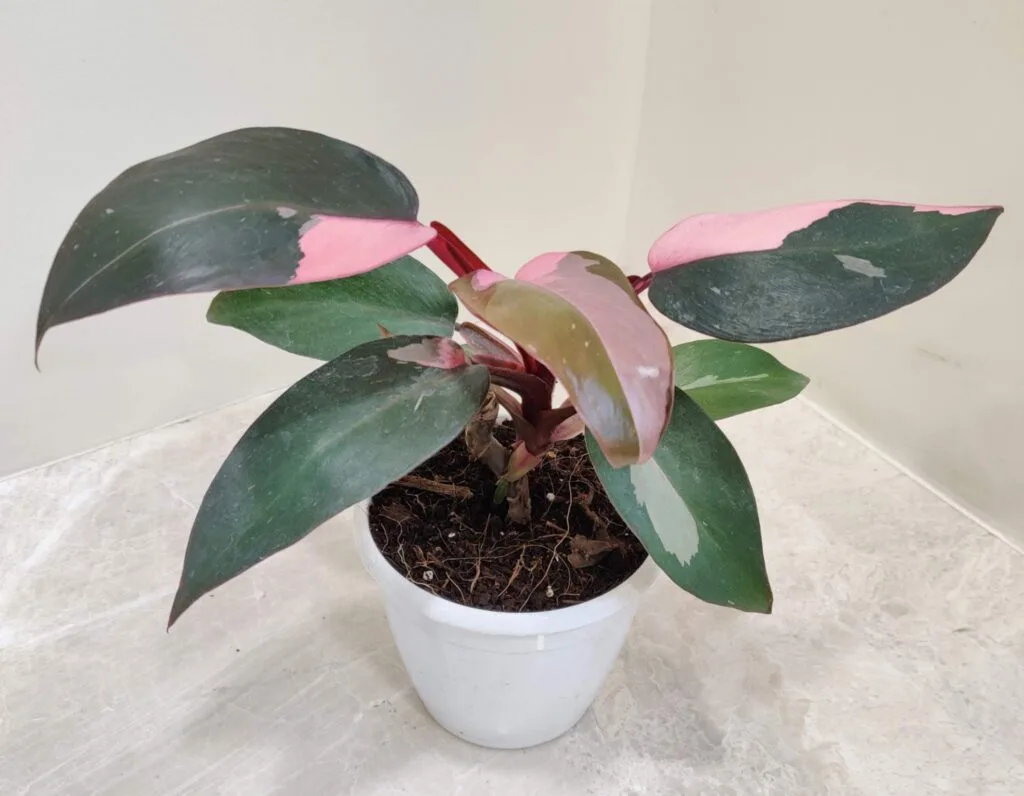 Healthy Pink Princess Philodendron plant with tropical foliage for indoor home décor