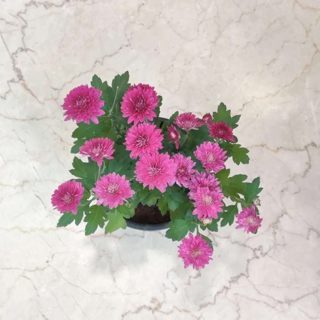 Vibrant pink Shewanti (Chrysanthemum) plant in a black pot, perfect for home and garden décor.