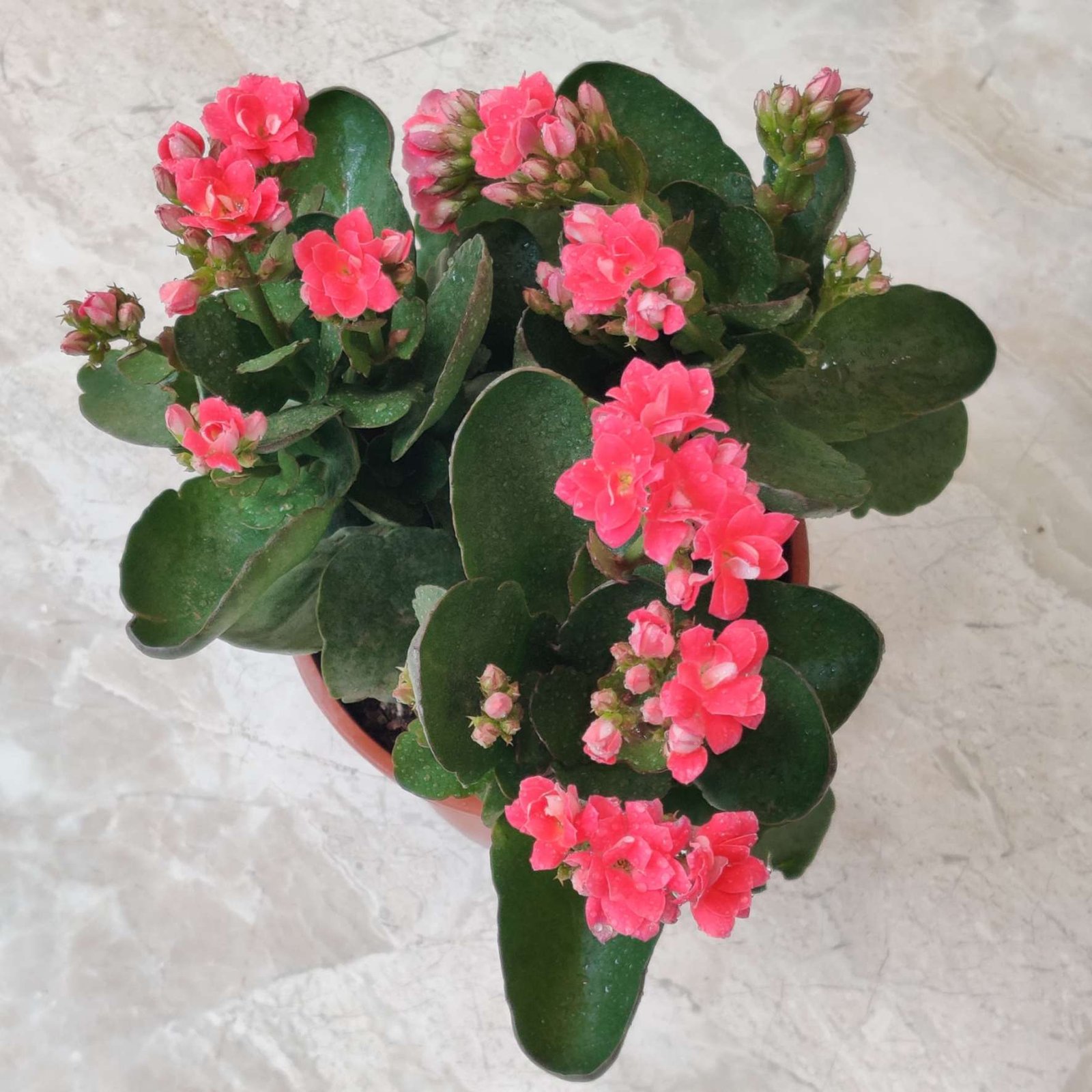 Buy Kalanchoe Plant: Stunning Blooms, Benefits - sanjaynursery
