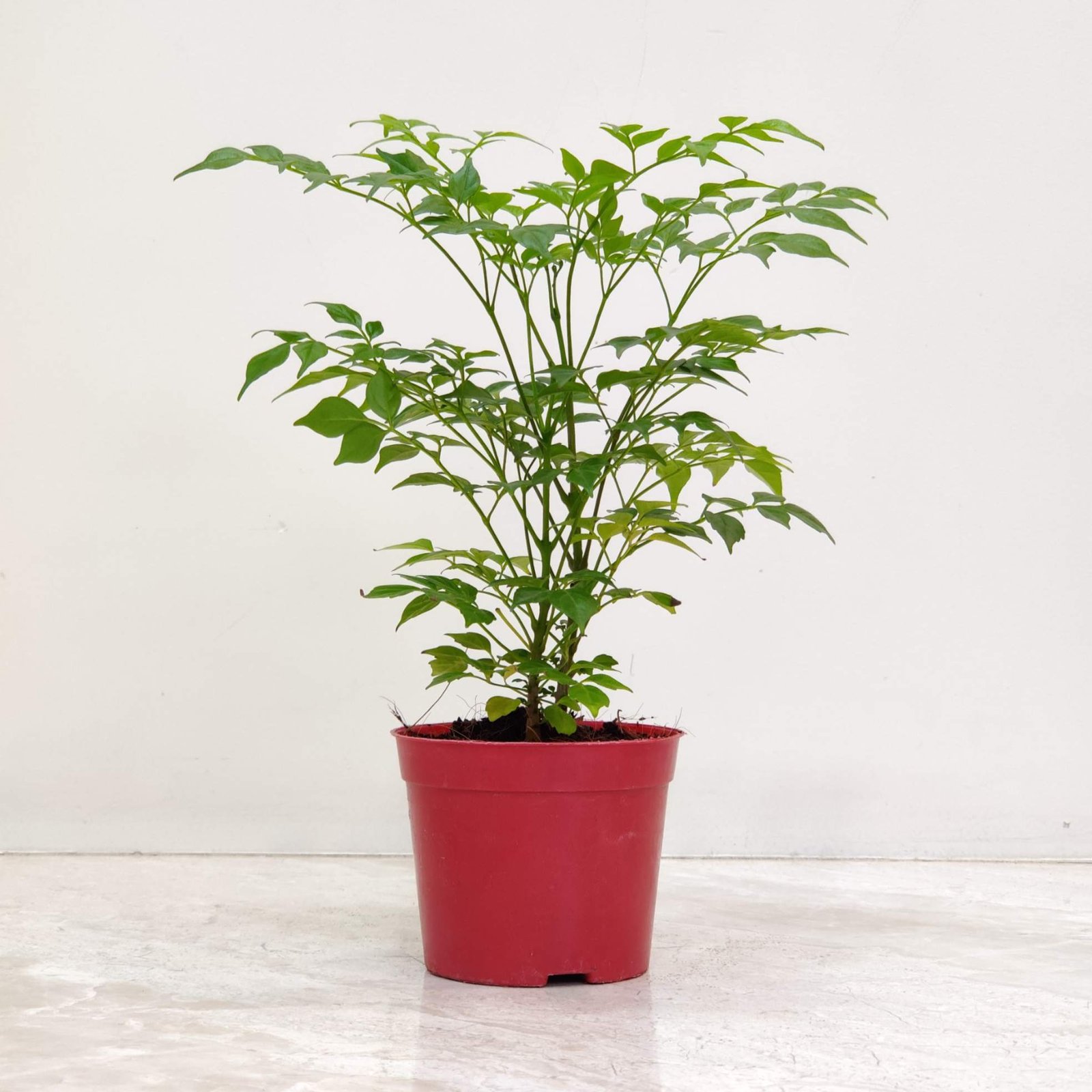 Healthy Radermachera plant in a red plastic pot, perfect for home and garden decoration.