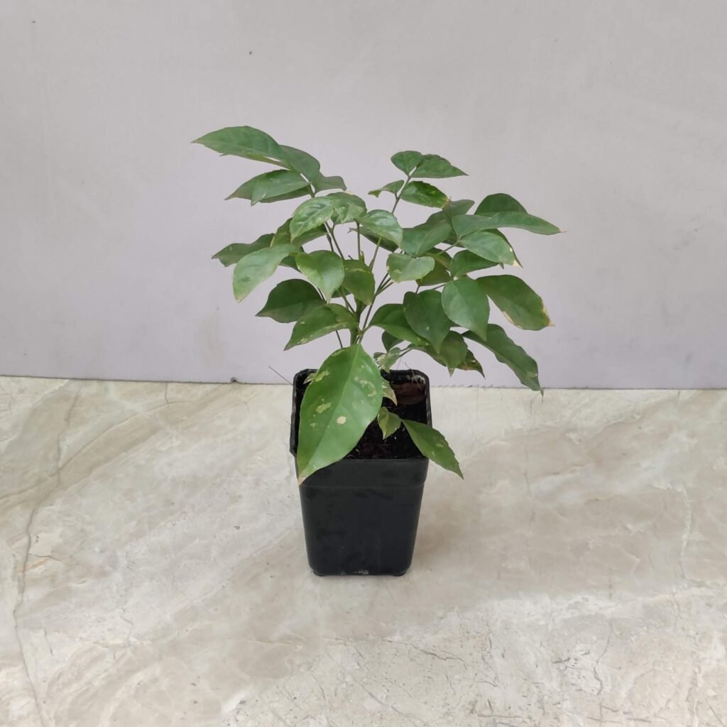 Radermachera plant with lush green foliage in a black nursery pot, perfect for indoor decoration and home gardening
