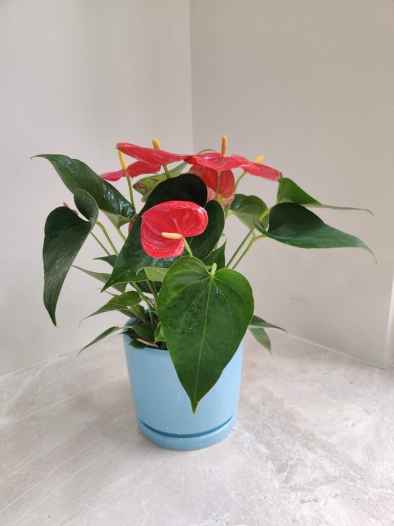 Red Anthurium plant with glossy leaves in a stylish blue round ceramic pot placed on a marble table.