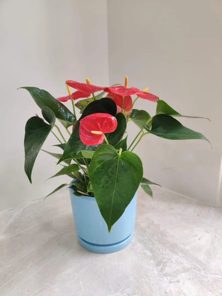 Red Anthurium plant with glossy leaves in a stylish blue round ceramic pot placed on a marble table.