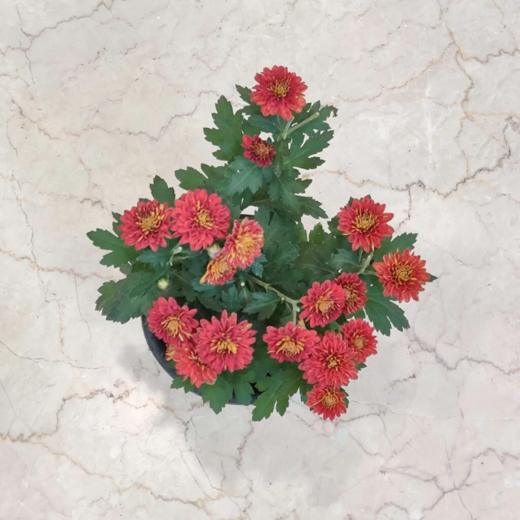 Beautiful red-orange Shewanti (Chrysanthemum) plant in a black pot, ideal for home gardens and outdoor décor.