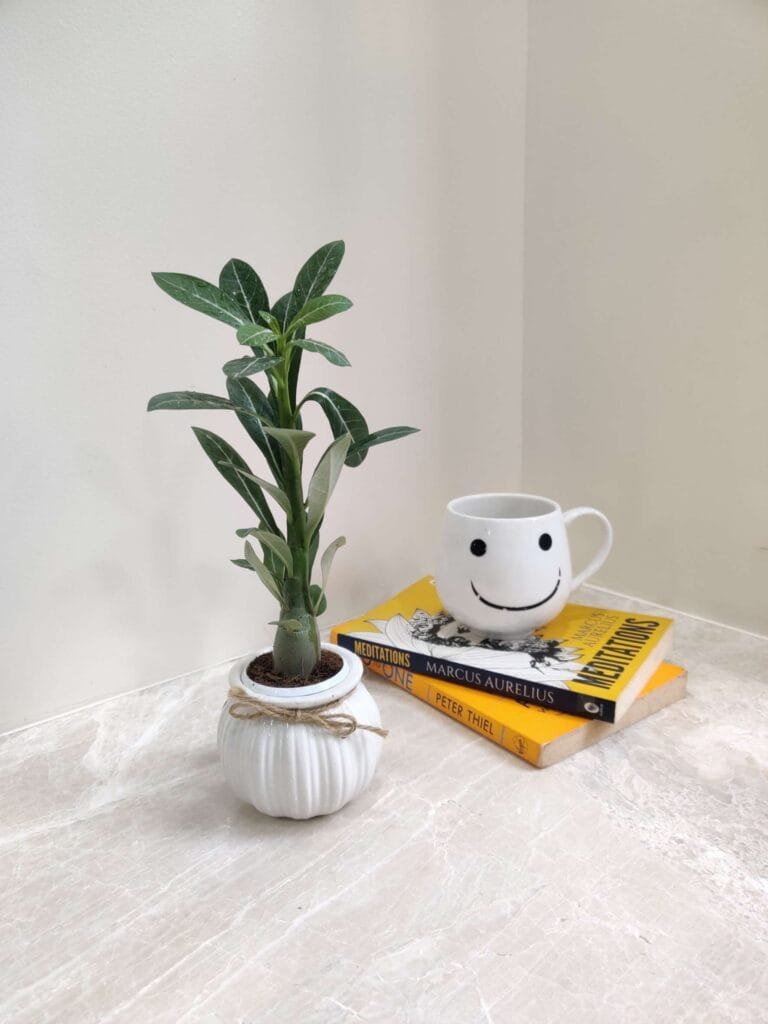 Small Adenium plant in a stylish white Matka ceramic pot placed on a marble table with books and a coffee mug in the background.