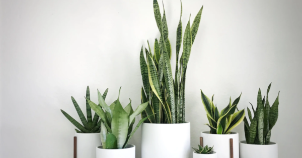 Snake plant for good luck placed indoors in decorative white ceramic pots