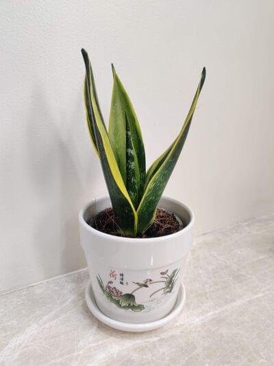 Snake plant indoor houseplant in decorative ceramic planter