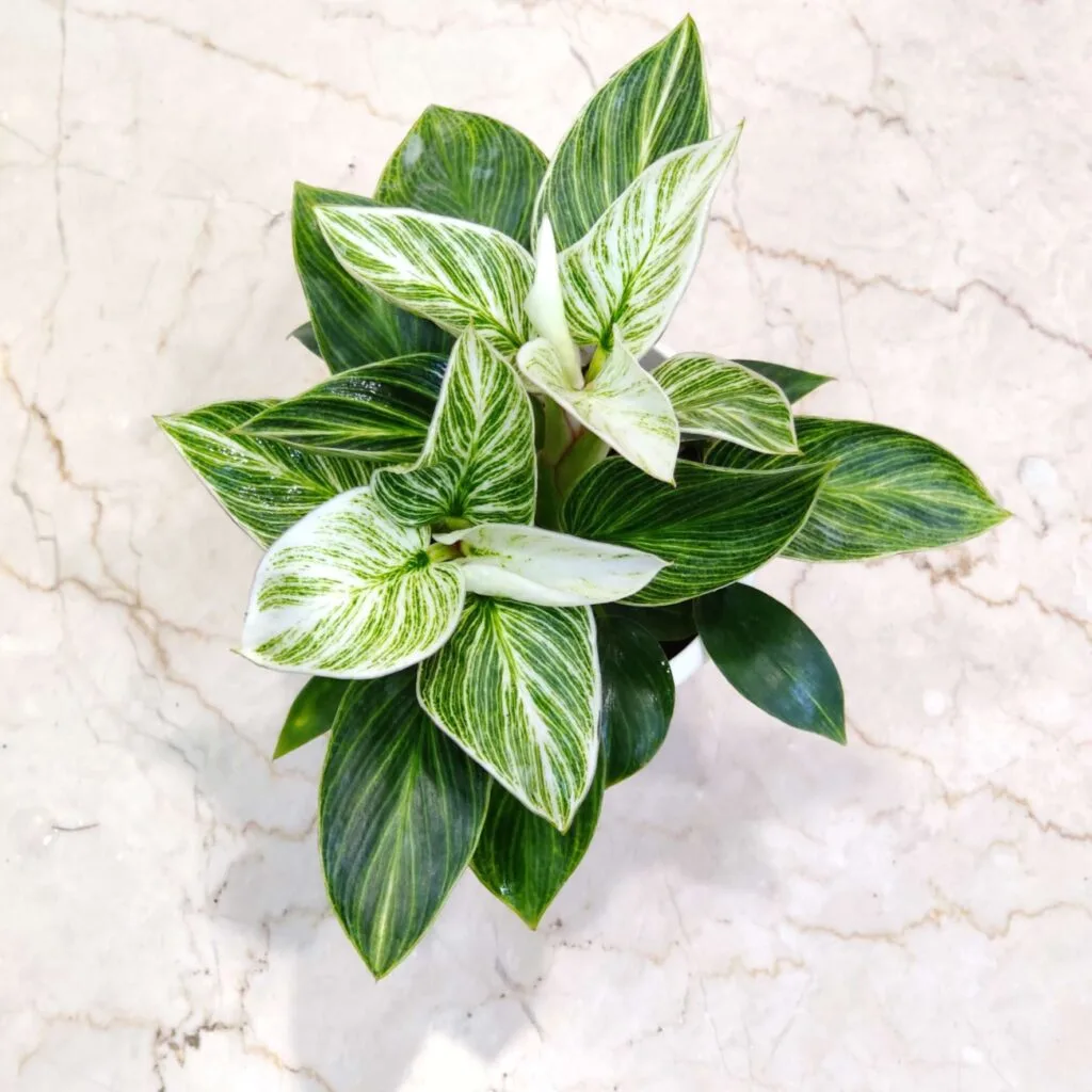 Rare variegated Philodendron Birkin with striking white stripes, a unique houseplant.