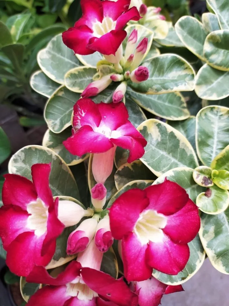A variegated Adenium, also known as Desert Rose, with deep pink flowers and leaves edged in cream