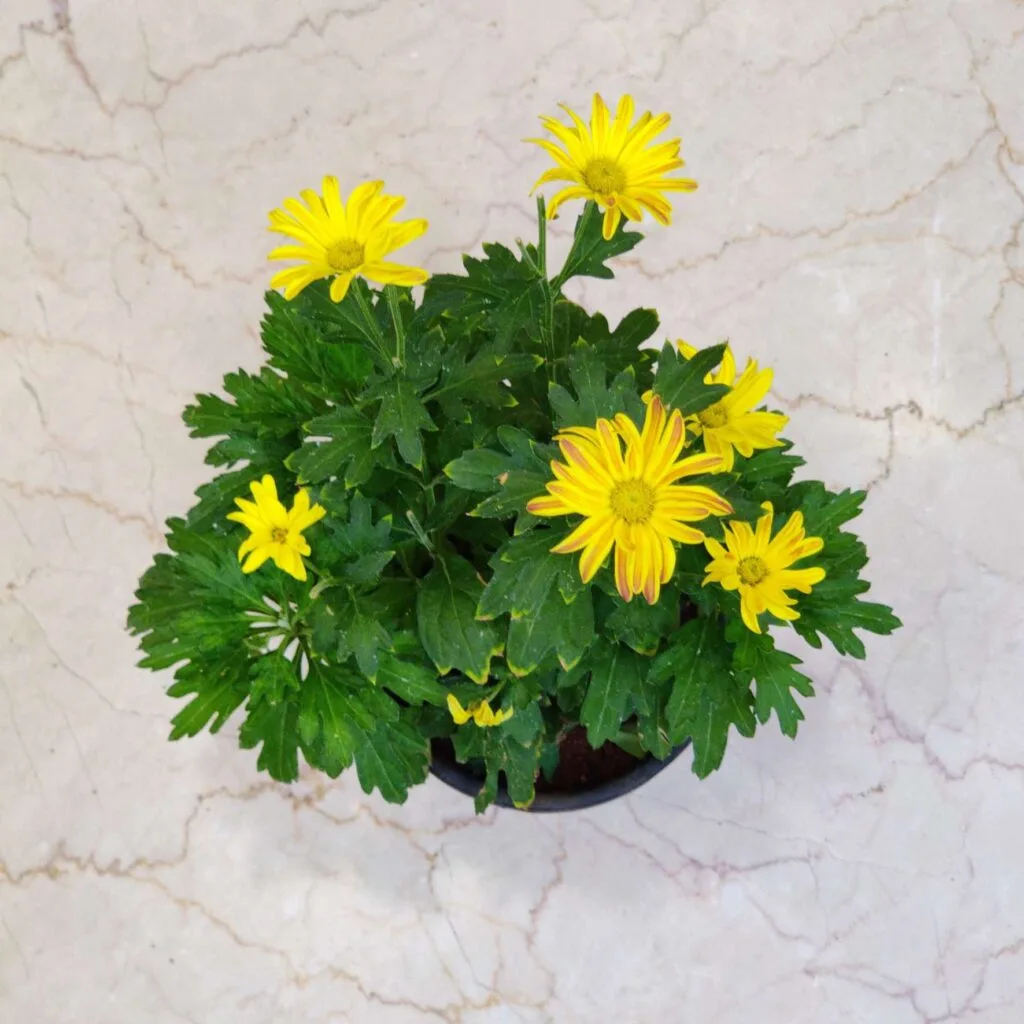 Vibrant yellow Shewanti (Chrysanthemum) plant in a black pot, perfect for brightening home gardens and outdoor spaces.