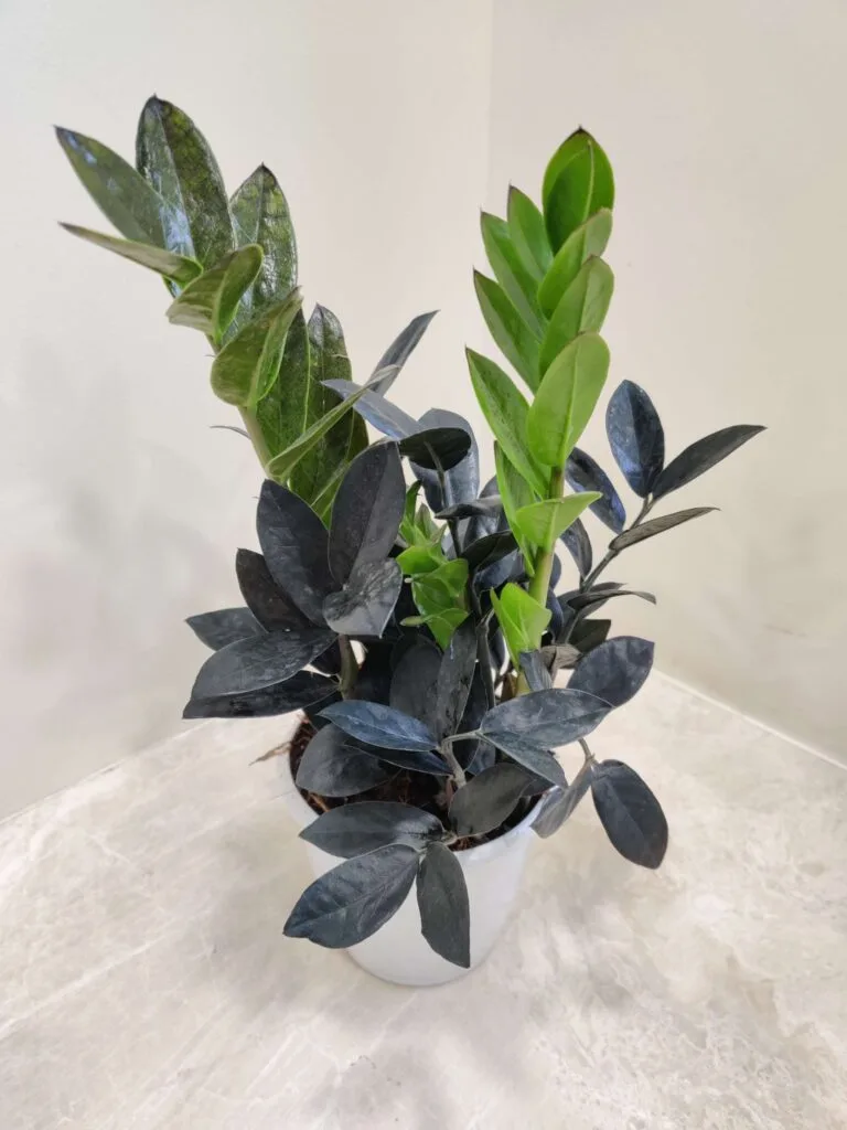 A Zamioculcas 'Raven' (Black ZZ Plant) with dark, almost black leaves and some new growth showing lighter green, potted in a white pot
