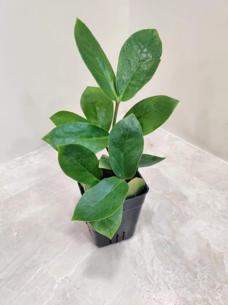 A small Zamioculcas zamiifolia (ZZ plant) with glossy green leaves, potted in a black plastic pot