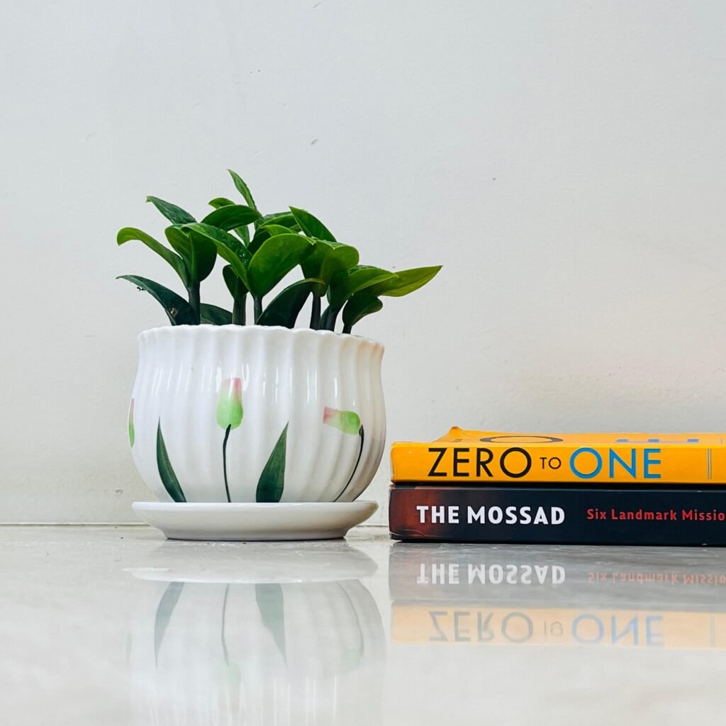 ZZ plants in white ceramic pot for indoor home decor with modern styling