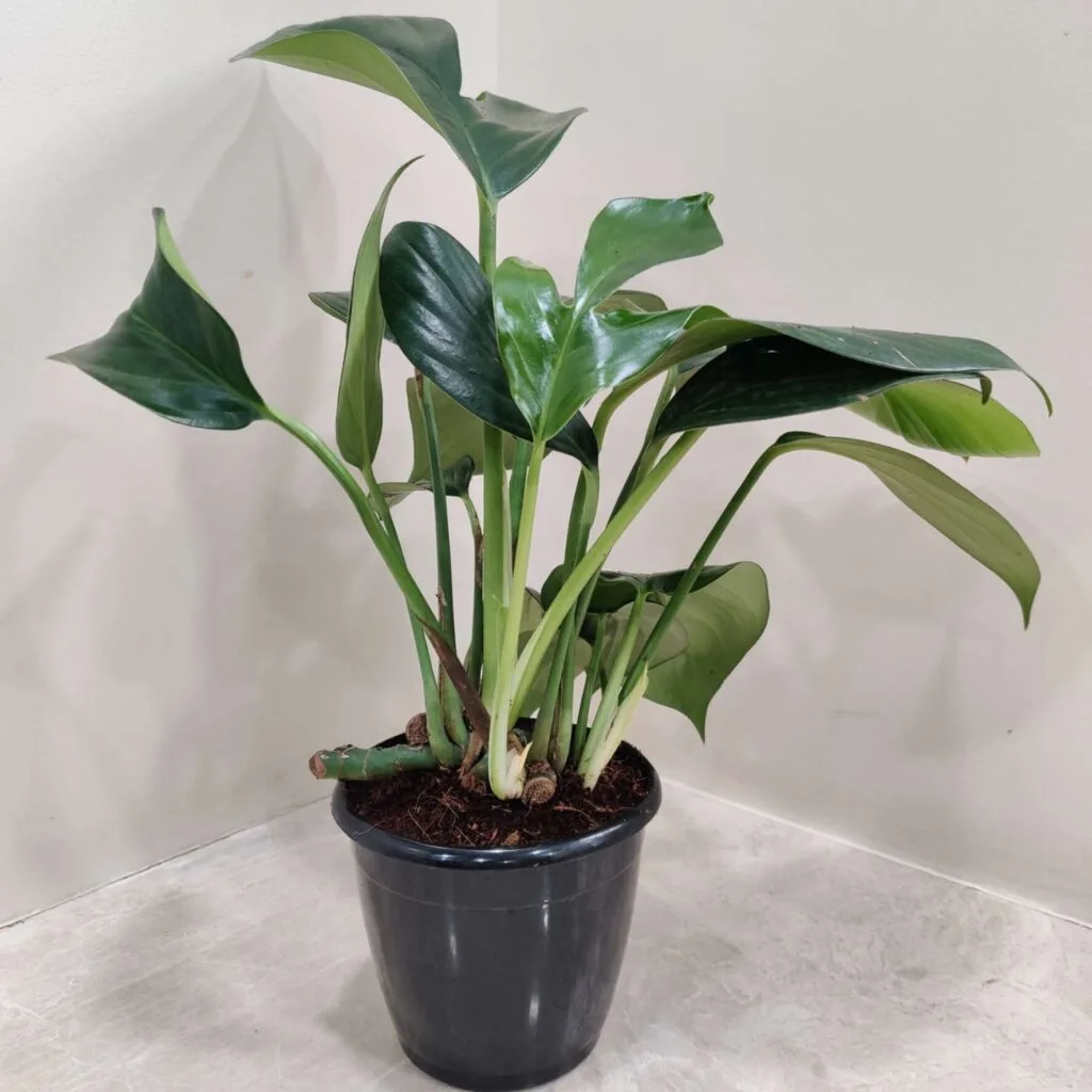 Epipremnum Rhaphidophora plant in a black pot, with large, glossy green leaves, positioned in a corner with a light-colored wall and floor