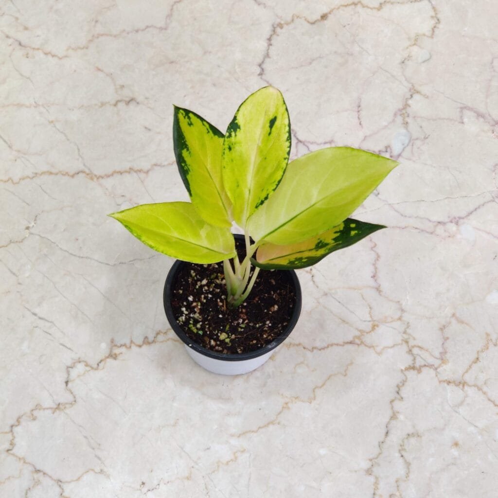 Aglaonema White Suksom indoor plant with striking variegated leaves in shades of light green and yellow, potted in a white round pot