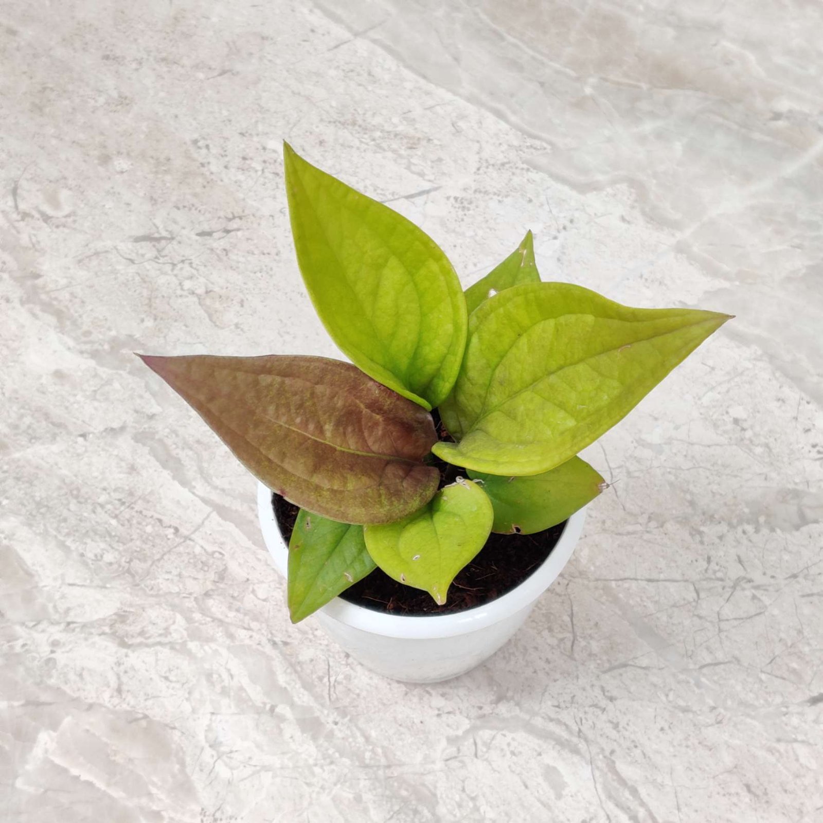 bonsai.de gutscheincode 6 Bonsai zum Selberziehen  Komplettes Bonsai Set