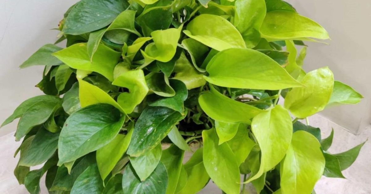 Bushy money plant with lush green leaves thriving indoors after proper care and pruning