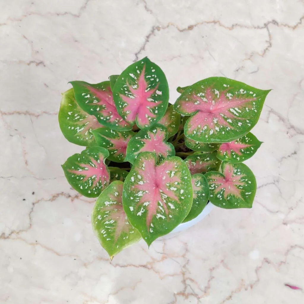 Caladium bicolor variety, viewed from above, showing its heart-shaped leaves