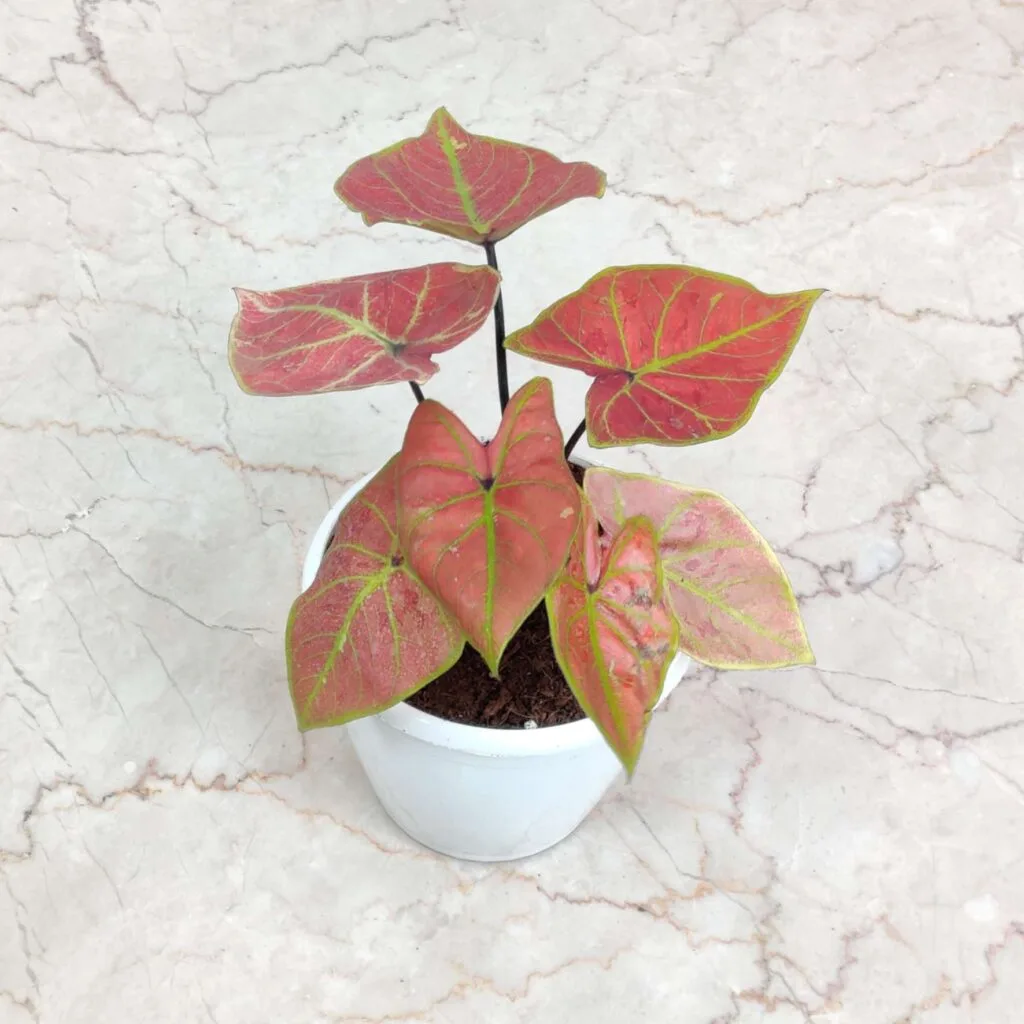A Caladium "Viola" plant, viewed from above, showing its heart-shaped leaves with a blend of pink, red, and green hues and prominent veins, in a white pot