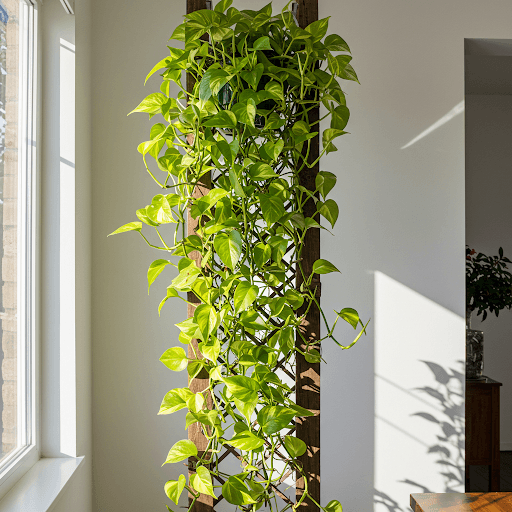 Lush climbing Pothos plant growing on a wooden trellis indoors near a sunny window