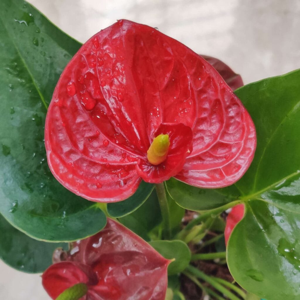 Close-up of a vibrant red Anthurium flower with a glossy heart-shaped spathe and central yellow-green spadix, surrounded by lush green leaves