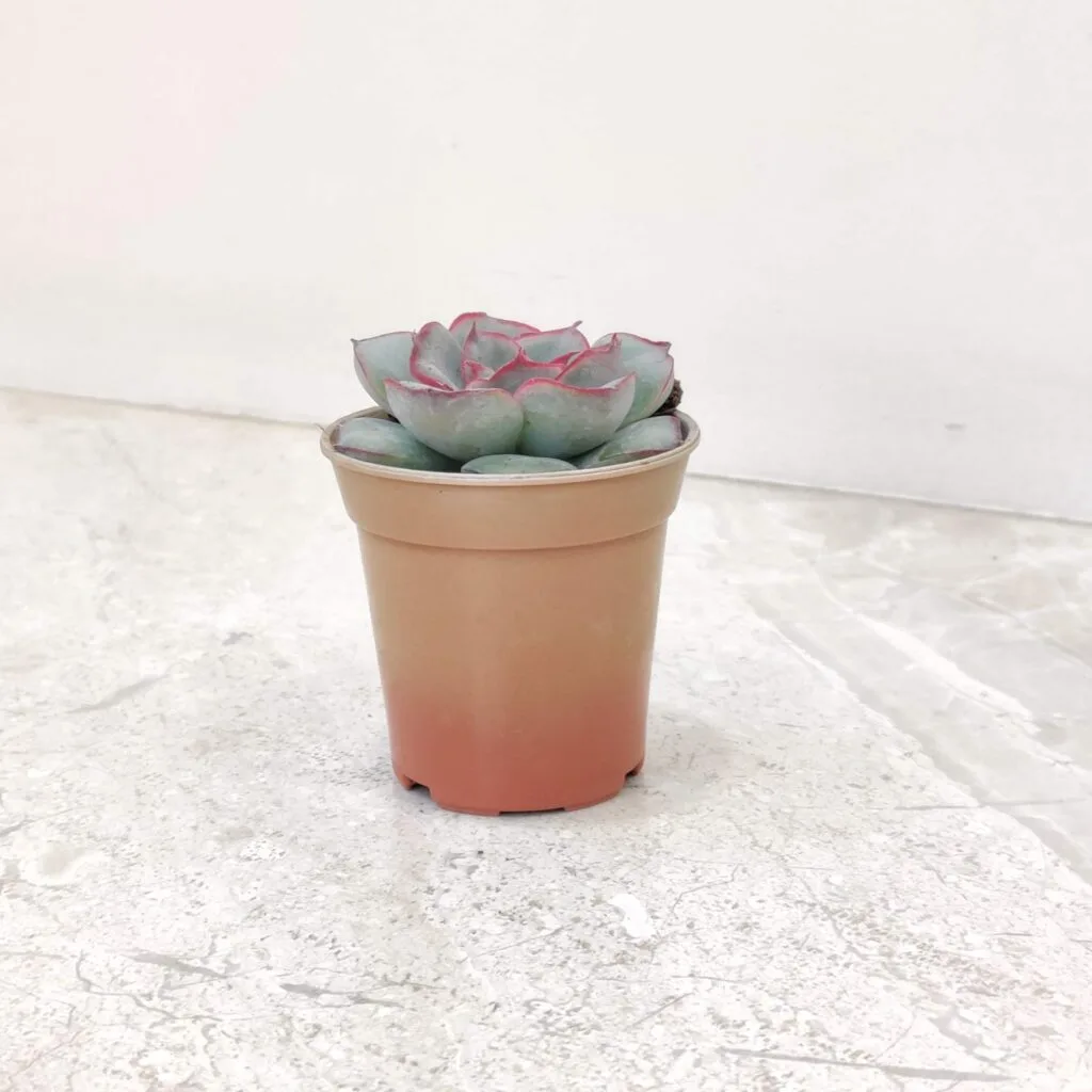 Small potted succulent, Pachyphytum Captain Jessop, with fleshy leaves.