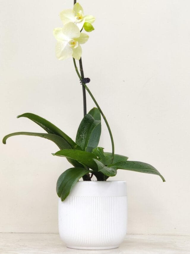 Top 5 Easy Indoor Plants for Beginners