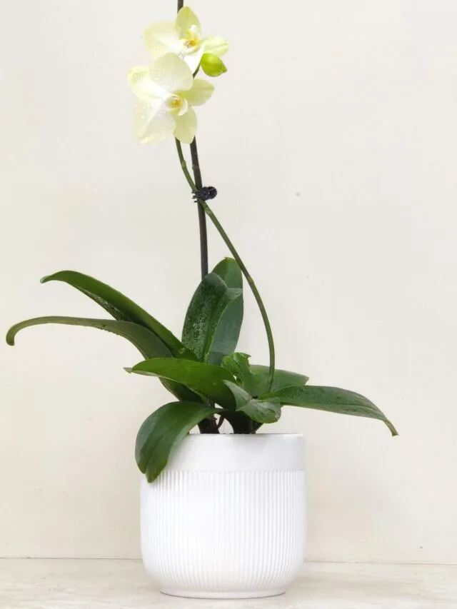 Top 5 Easy Indoor Plants for Beginners