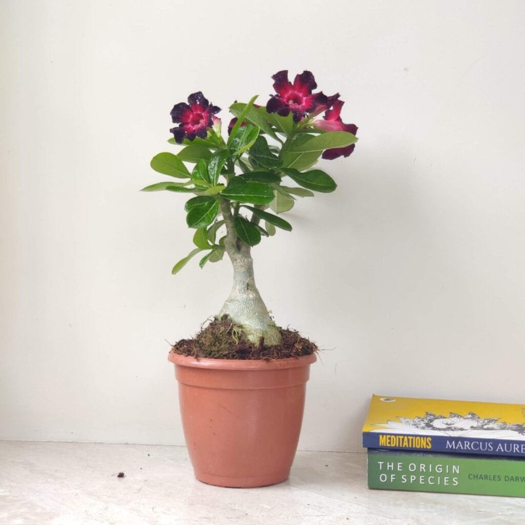 Desert Rose plant showing its beautiful variegated flowers.