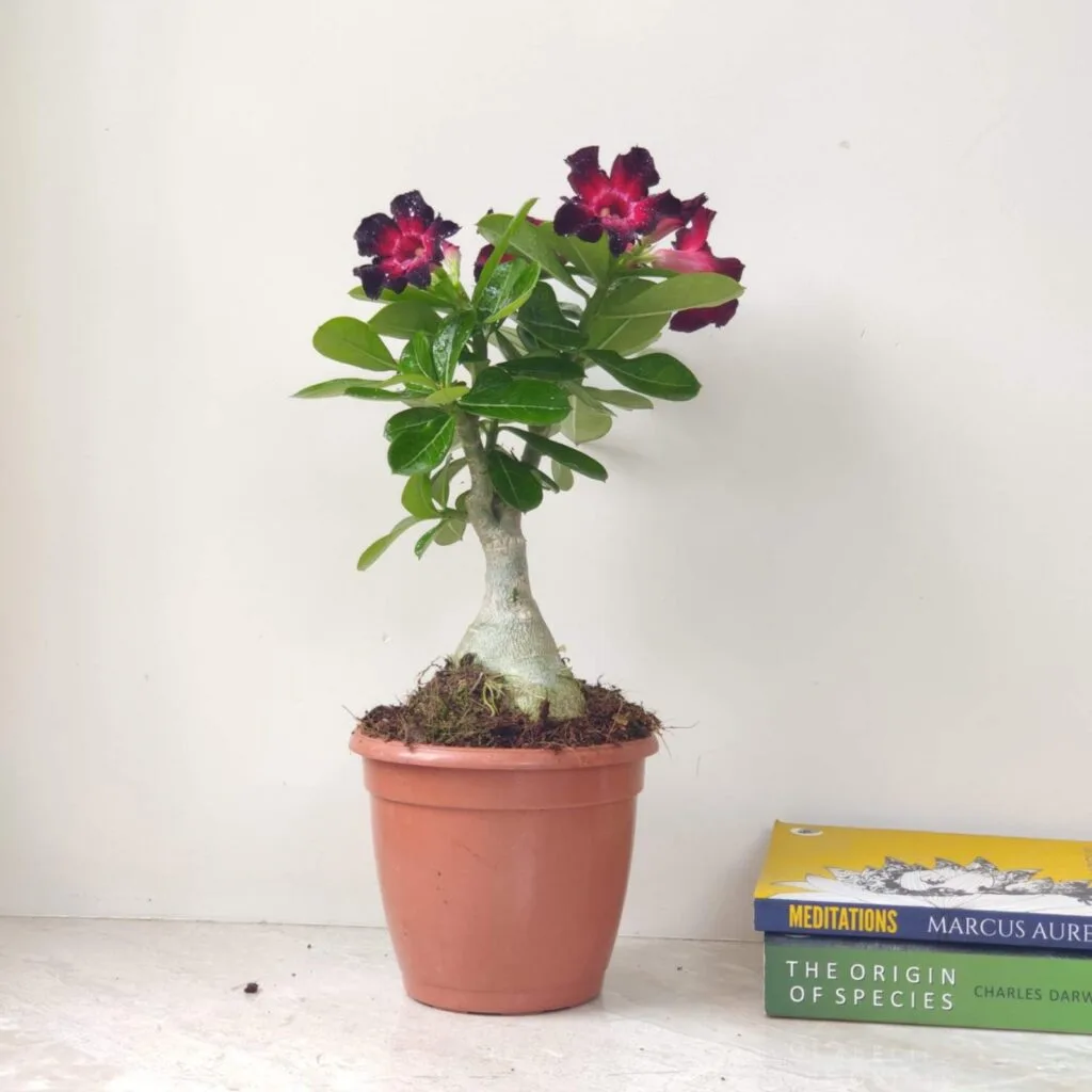 Desert Rose plant showing its beautiful variegated flowers.