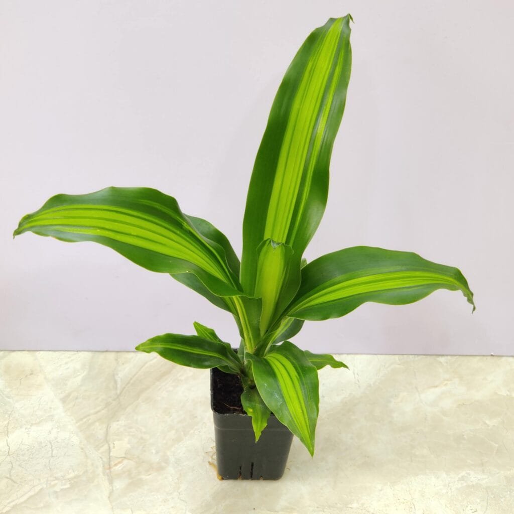 Dracaena Massangeana Giganta Corn Plant with vibrant green and yellow-striped leaves in a black pot, perfect indoor houseplant