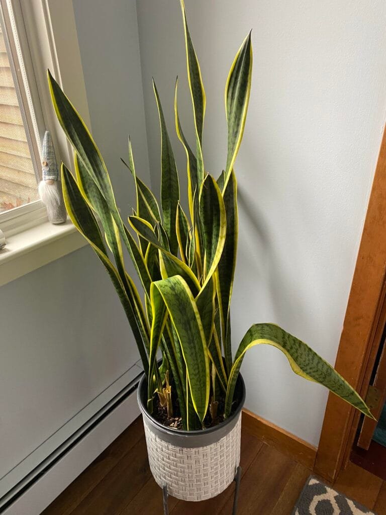 Drooping snake plant in a white woven-pattern pot near a window, showing signs of leaf curl and sagging foliage indoors.
