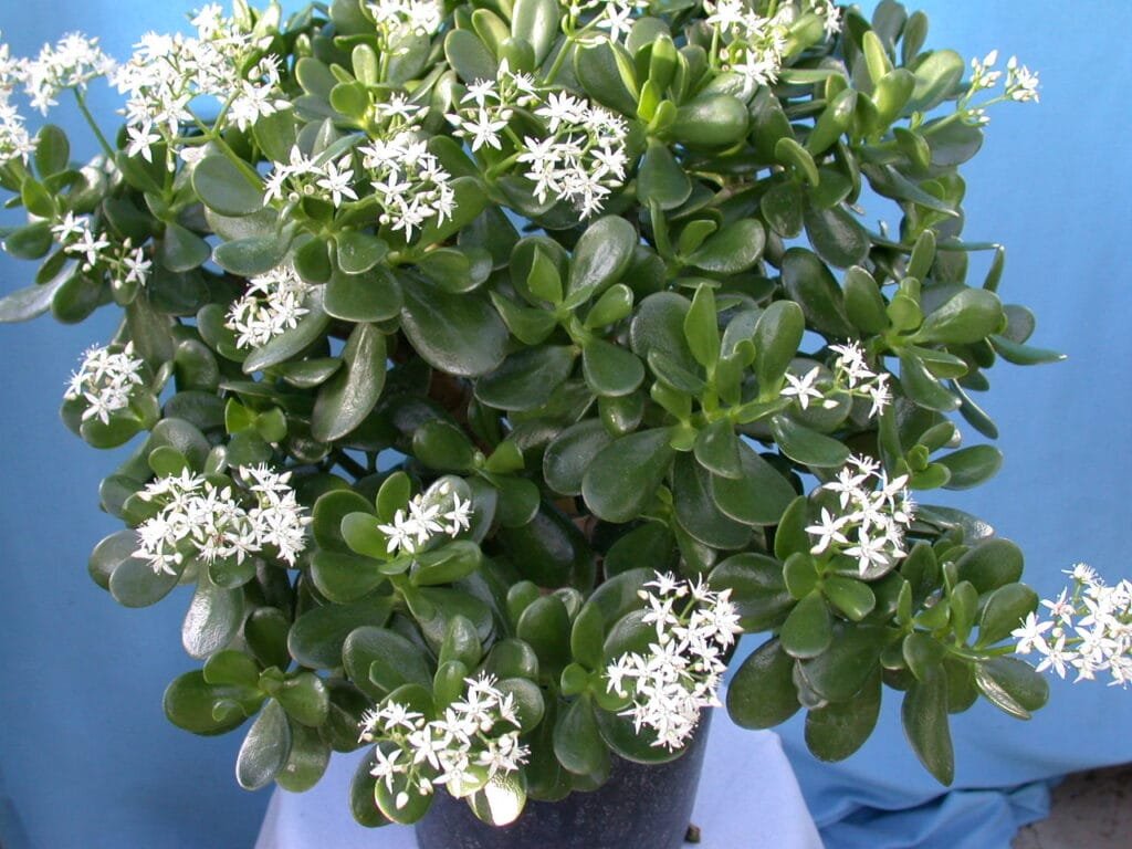 Flowering jade plant succulent with small white star-shaped flowers and glossy green leaves.