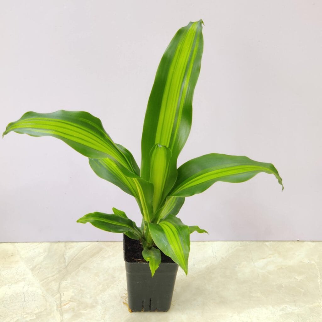 Indoor Dracaena Massangeana Giganta plant in a black nursery pot, showcasing lush tropical foliage for home and office spaces