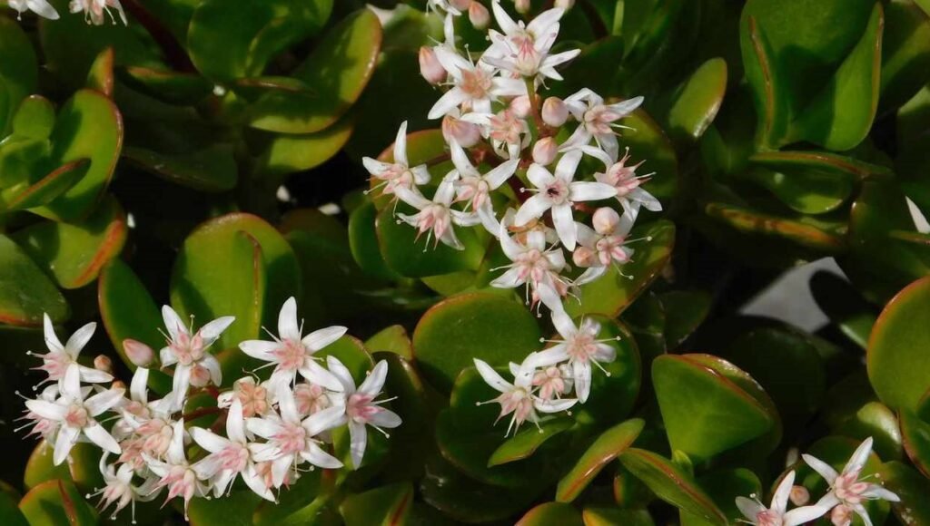 Blooming jade plant indoors with delicate white and pink star-shaped flowers and thick green succulent leaves
