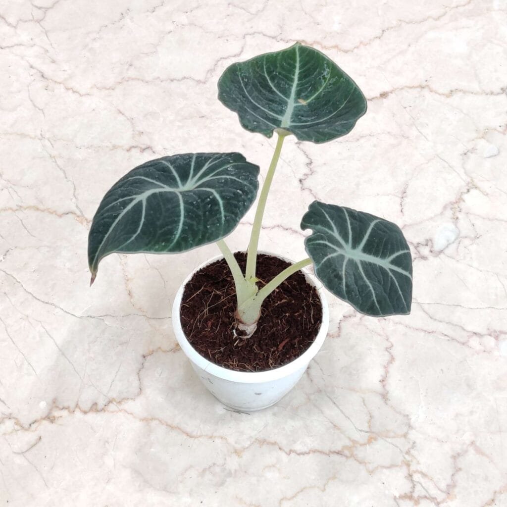 Dark, almost black leaves of the Alocasia Black Velvet.