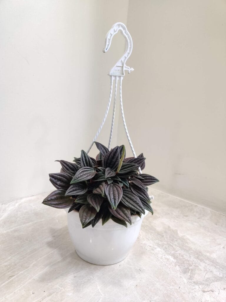 A Peperomia caperata tanaman (plant) with dark, textured leaves, hanging in a white pot with a white plastic hanger