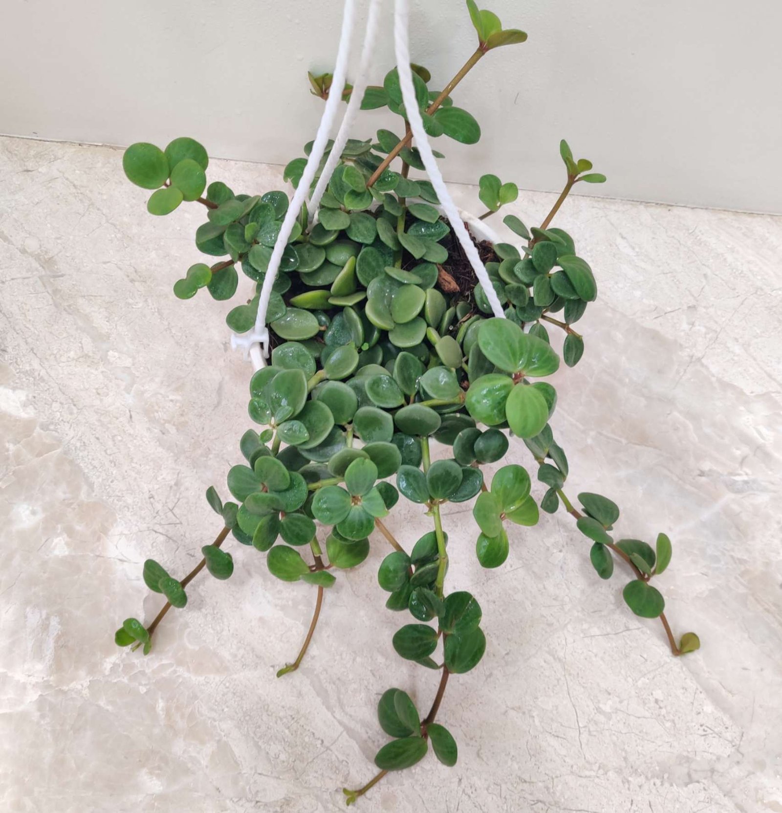A vibrant Peperomia Hope plant with round, succulent leaves in a pot, a perfect indoor houseplant.